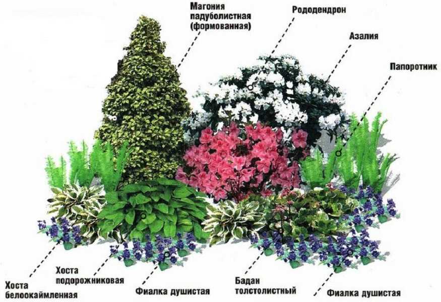 Вероника шраповая: отличный выбор для теневых мест