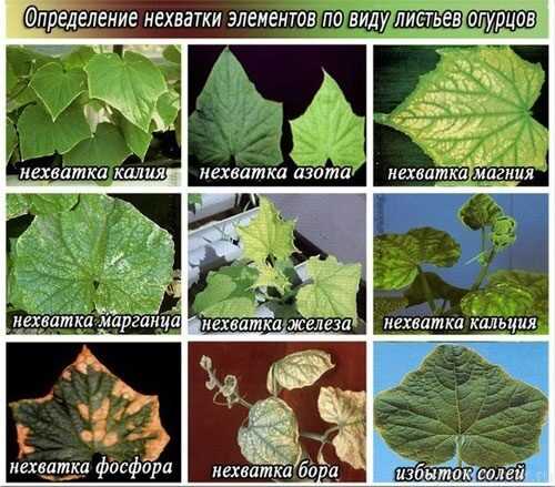 Признаки недостатка микроэлементов у растений