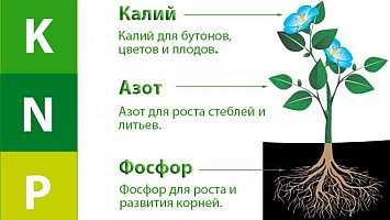 Признаки нехватки азота у растений