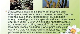 Признаки приспособления кактуса: особенности и адаптации