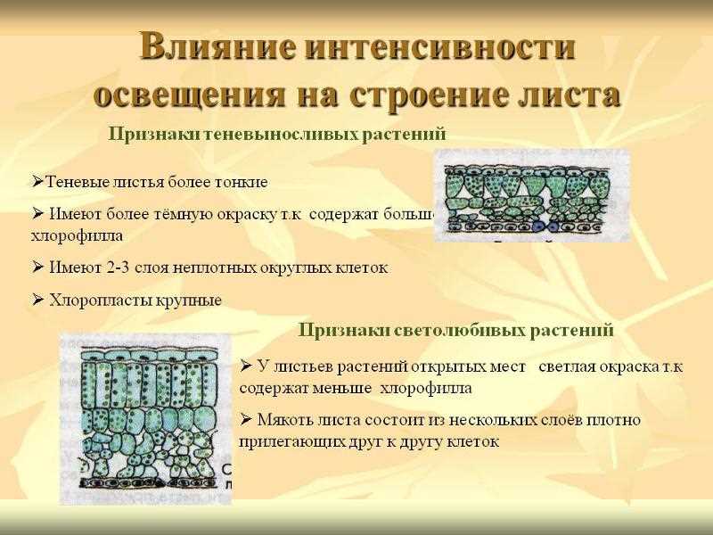 Уход за светолюбивыми растениями: основные правила