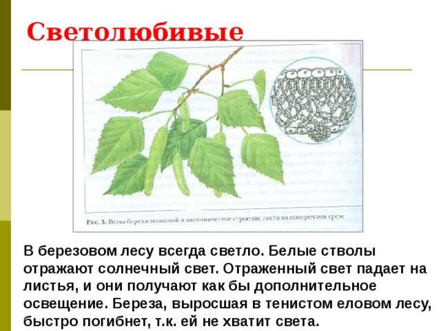 Особенности роста светолюбивых растений