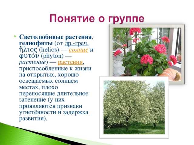 Как определить, является ли растение светолюбивым?