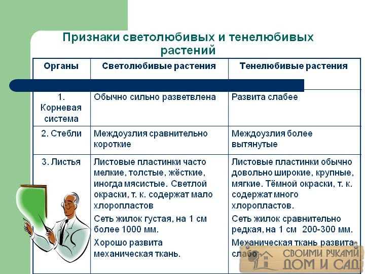 Фототропизм и фотопериодизм в жизни светолюбивых растений