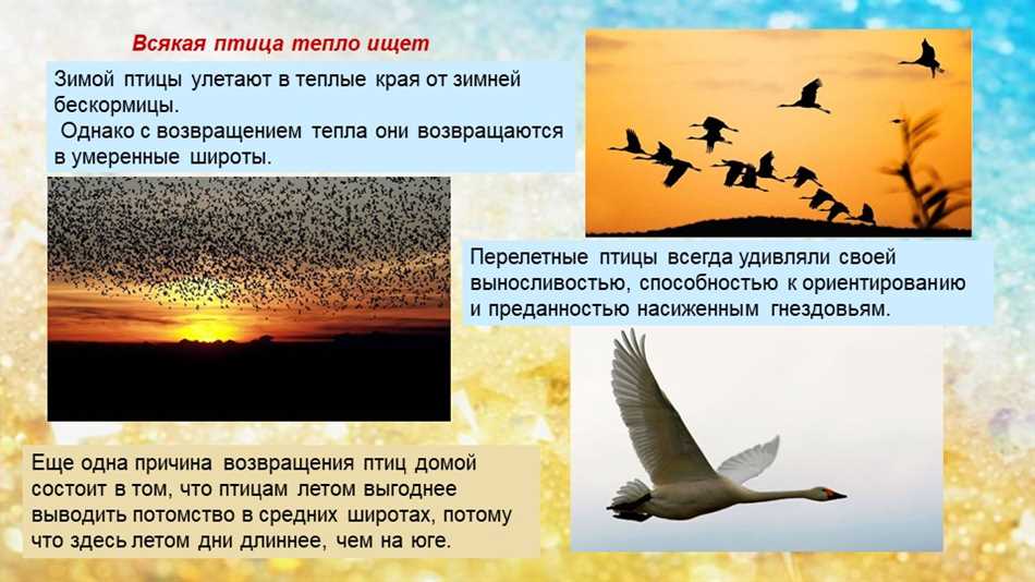 Особенности структуры крыльев птиц