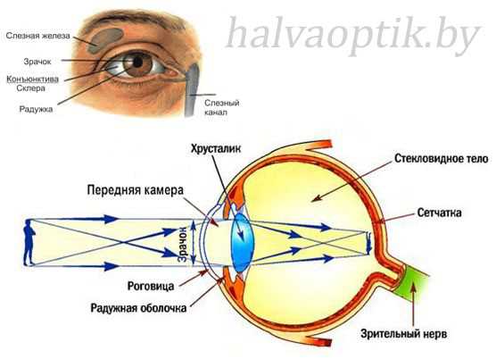 Интересные факты