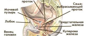 С какой скоростью вылетает сперма из пениса?