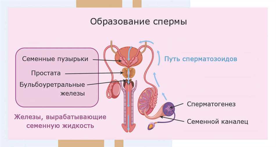 Как повысить скорость вылета спермы?