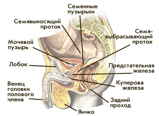 С какой скоростью вылетает сперма из члена