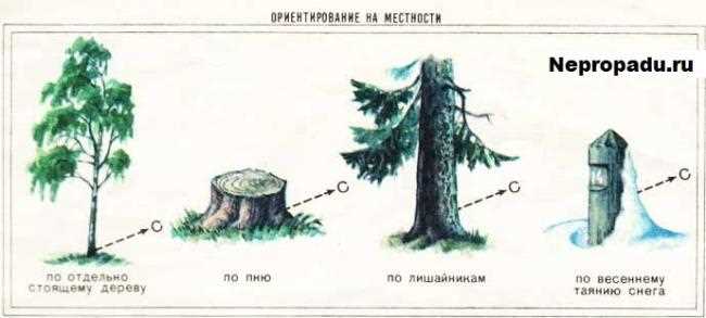 Выбор места для муравейника