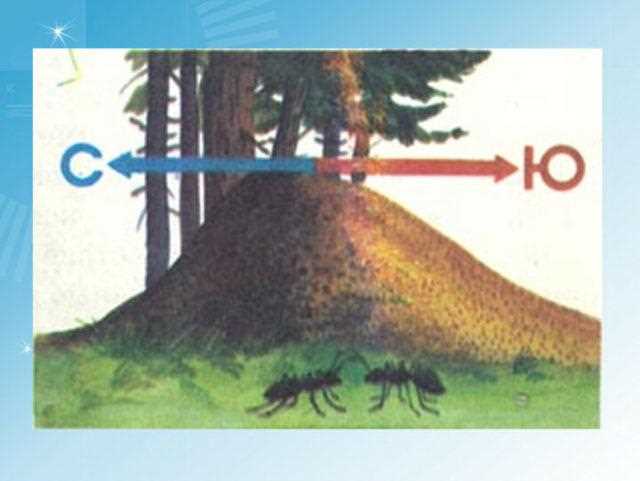 С какой стороны дерева располагается муравейник?