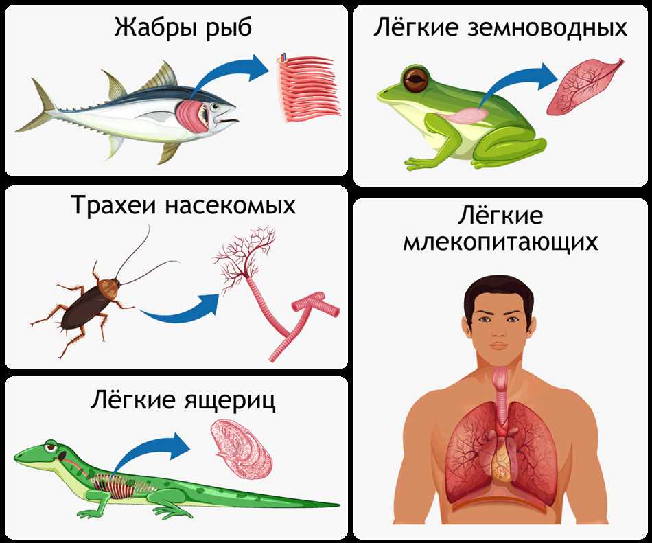 Польза воздушных мешков