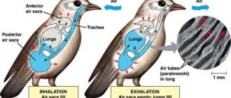 Птицы: каким образом они дышат?