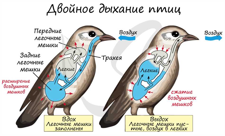 Какие органы позволяют птицам дышать?