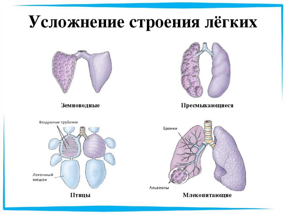 Дыхательная система птиц