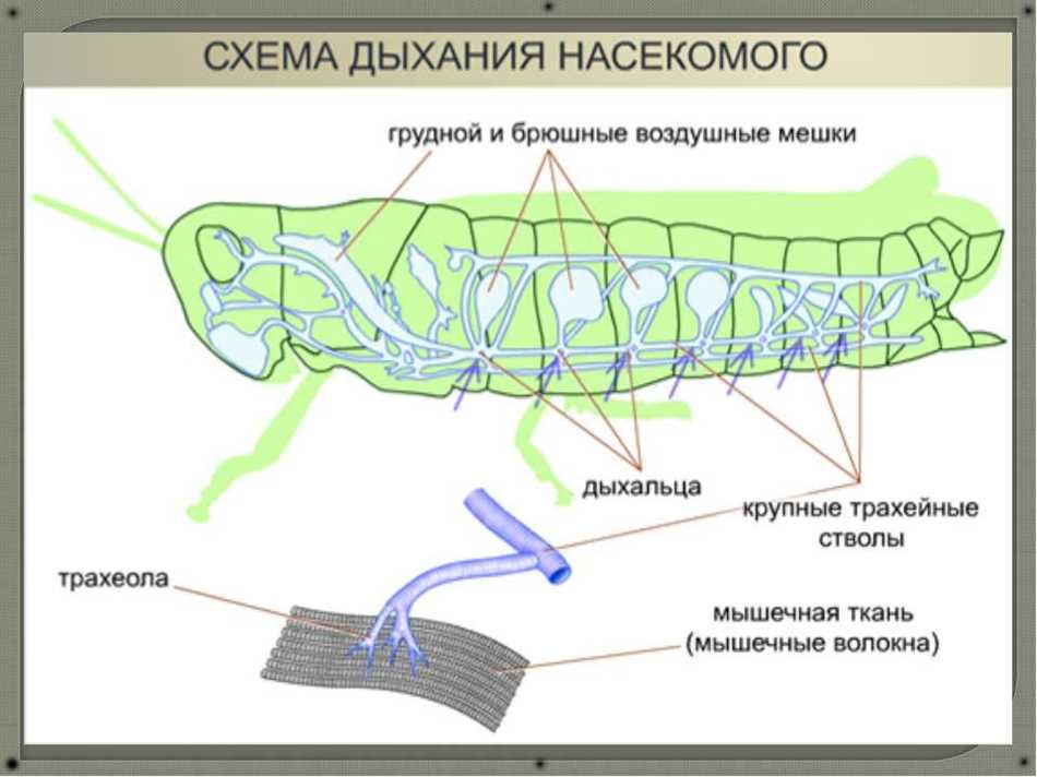 Механизм дыхания птиц