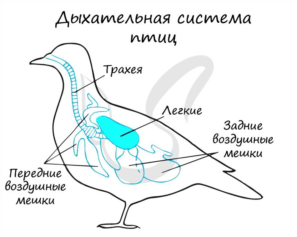 Воздушные мешки: тайна за счастливым полетом птиц