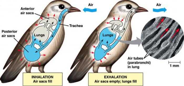 С помощью чего дышат птицы