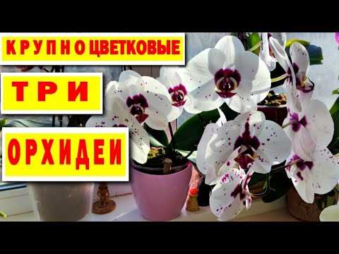 Самые долгоцветущие орхидеи