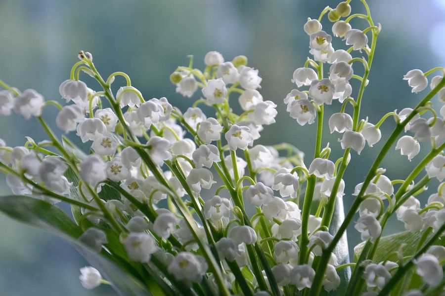 Признаки отравления беленой