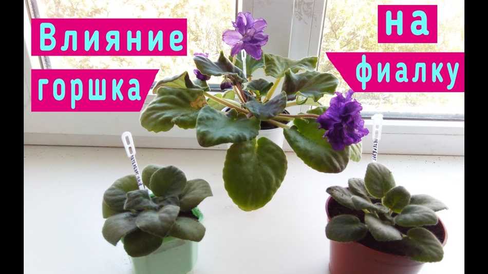 Как определить правильный размер горшка для фиалки?
