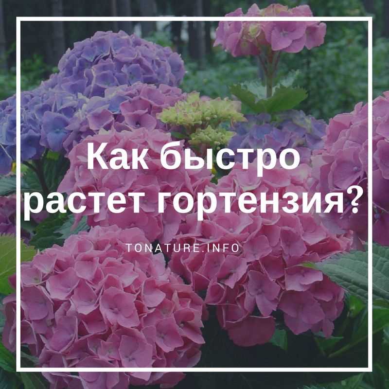 Сколько лет растет гортензия?