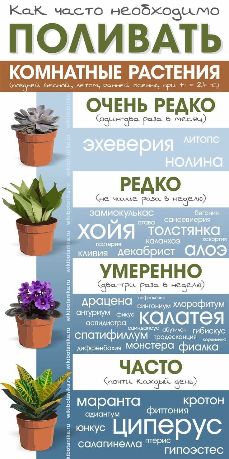 Полив цветов