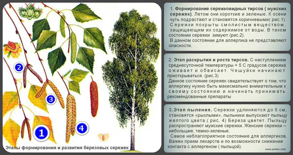 Краткая информация о березе и ее семенах