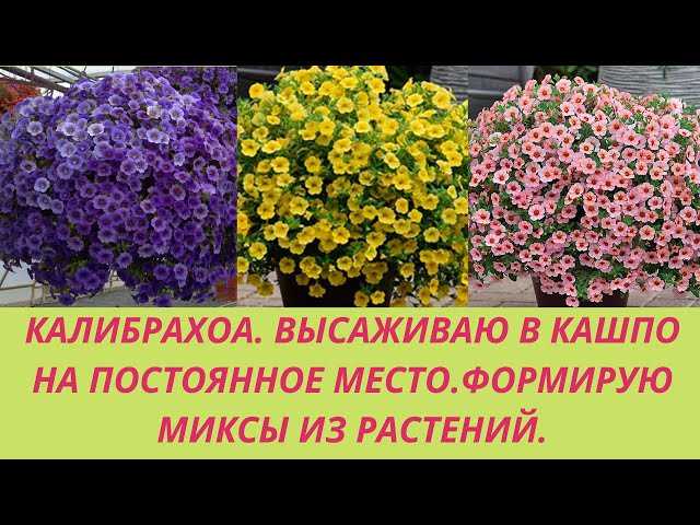 Какие факторы влияют на количество растений?