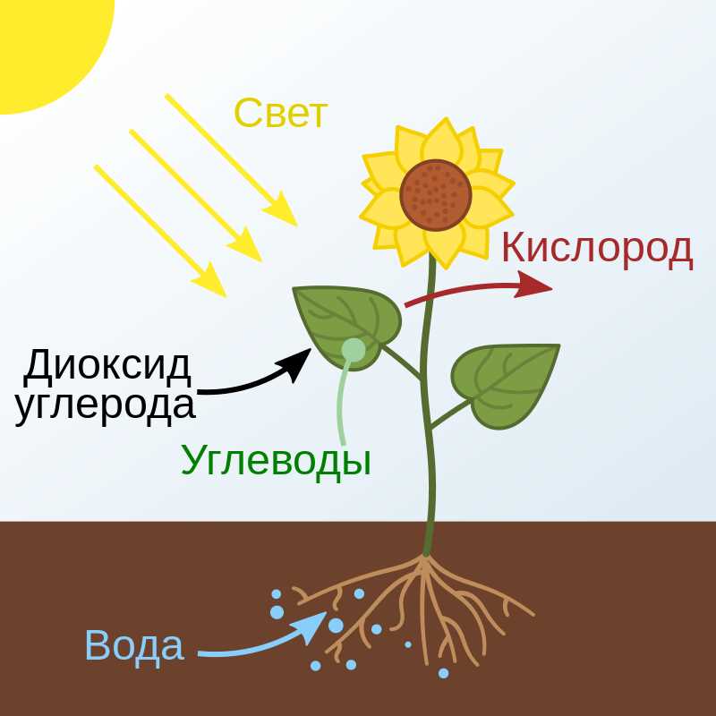 Значение кислорода для роста и развития растений