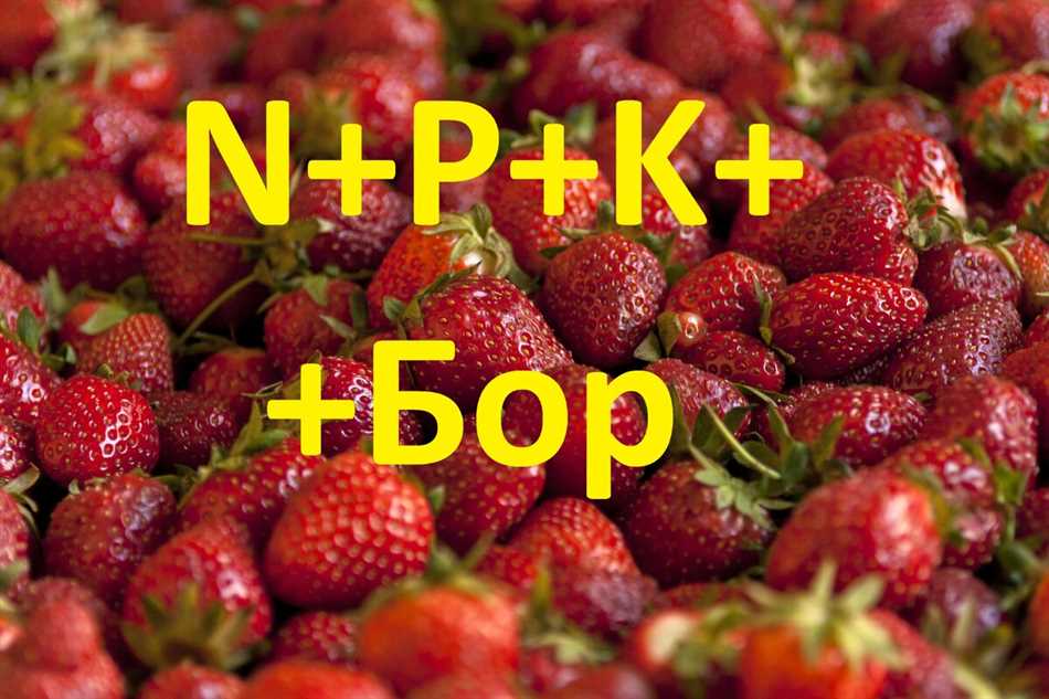 Основные вредители и болезни клубники