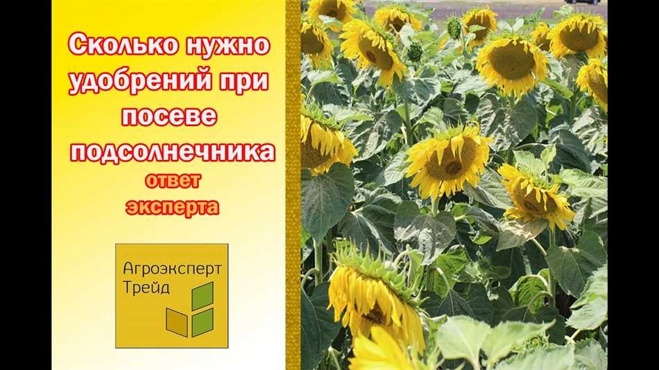 Какое количество удобрений необходимо при посеве подсолнечника?