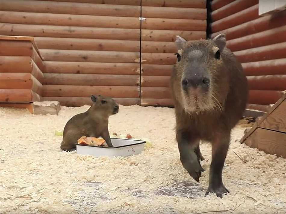 Внешний вид и размеры