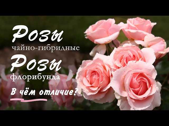 Особенности цветения роз флорибунда и чайно-гибридных