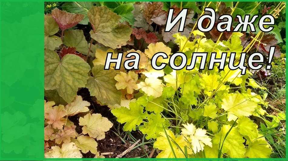 Температура: главный фактор успеха гейхеры