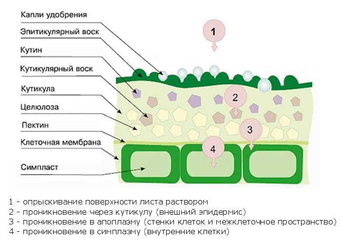 Подкормка по листу: основные преимущества