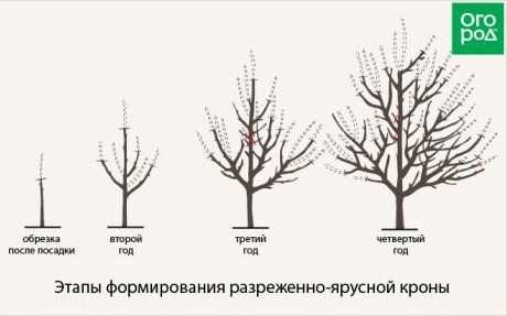 В какое время можно подрезать деревья для придания формы?