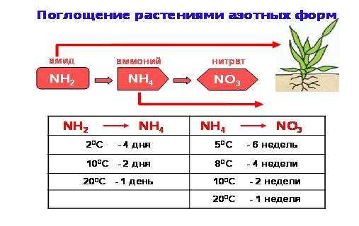 Особенности проведения ночной подкормки растений