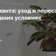 Как правильно пересадить строманту в горшок?