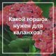 В какой горшок лучше посадить каланхоэ? Простые советы от опытных садоводов