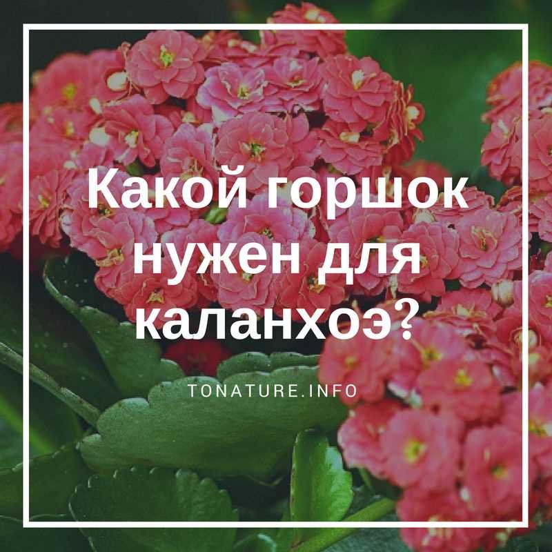 В какой горшок сажать каланхоэ?