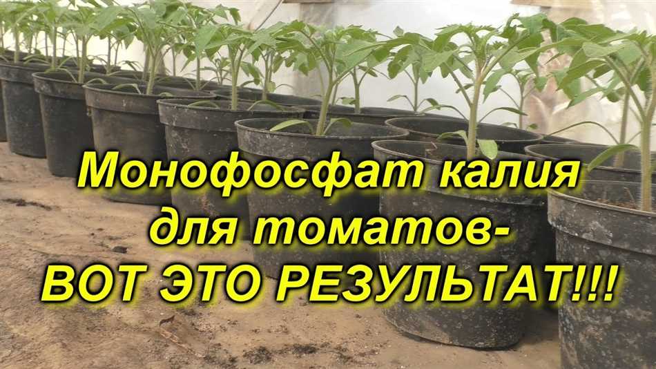 В какой воде разводить монофосфат калия для подкормки растений?