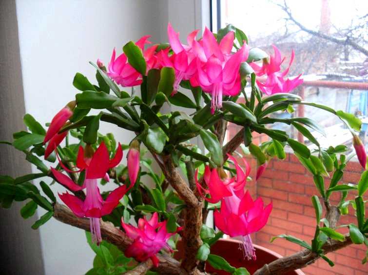 Декабрист Рассела (Schlumbergera russelliana)