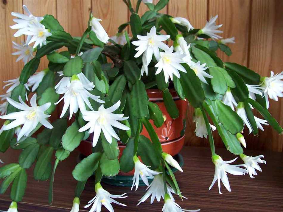 Декабрист Шумахера (Schlumbergera microsphaerica)