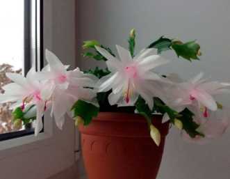 Подраздел 2.2: Декабрист Экзотика (Schlumbergera x buckleyi)