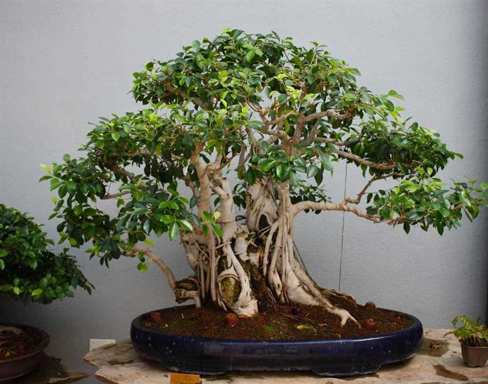 Фикус Микрокарпа (Ficus microcarpa)