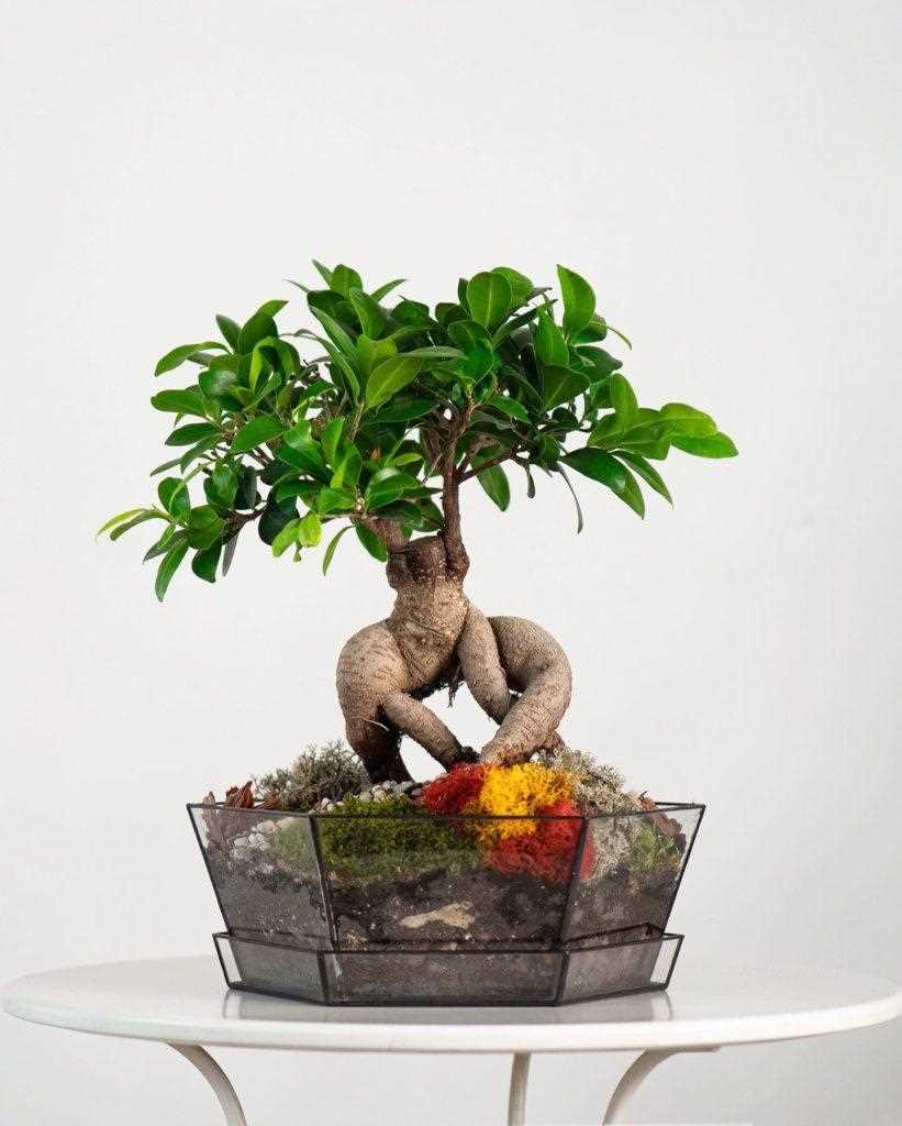 Фикус религиозный (Ficus religiosa)