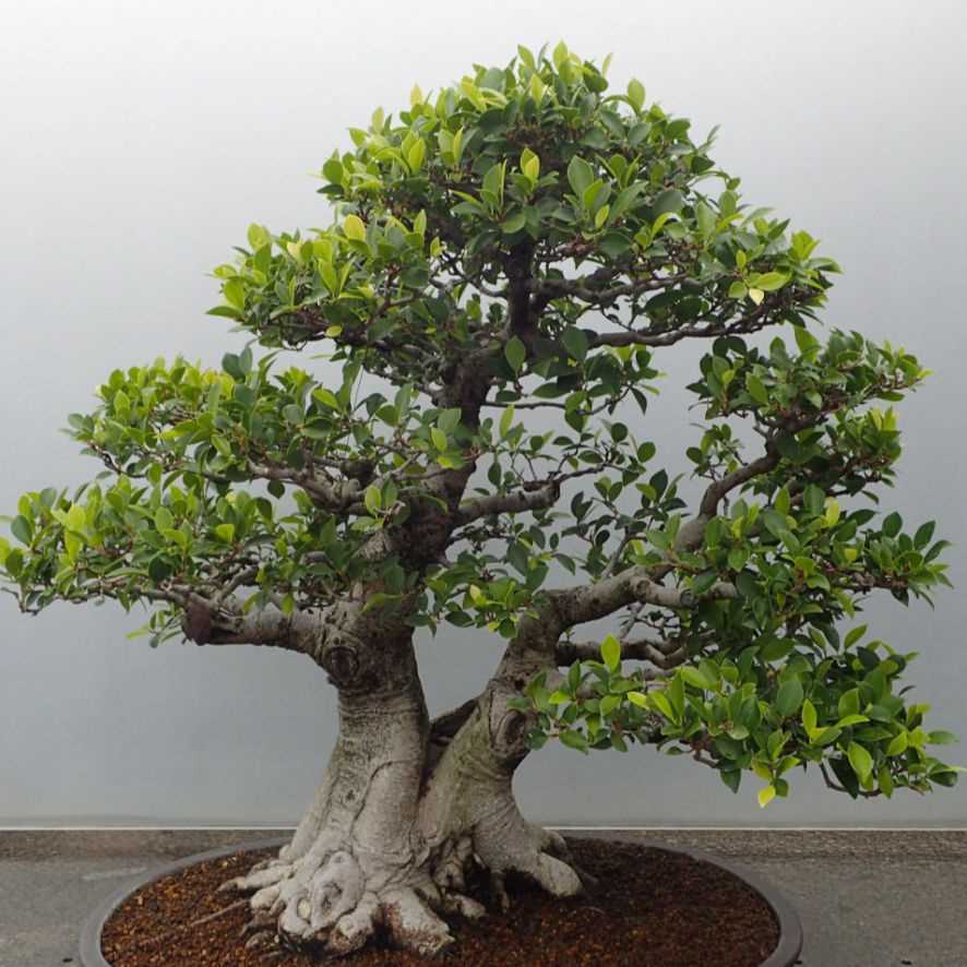 Фикус Умбеллата (Ficus umbellata)