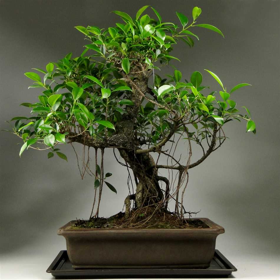 Фикус Бенджамина (Ficus benjamina)