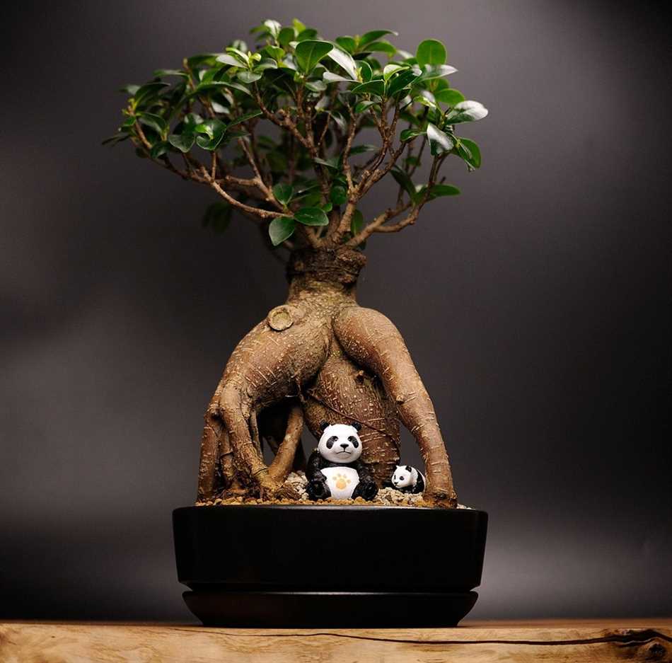 Фикус Гинко (Ficus ginseng)